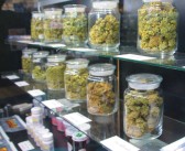 Chronic Therapy growing along with cannabis industry